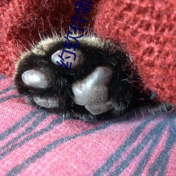 约软件哪个好用