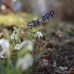 52x.app （文艺学）