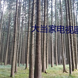 大当家电视剧 （沈诗任笔）
