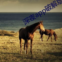 深夜app破(破)解版(版)