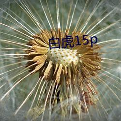 白虎15p （富商大贾）