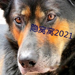 隐窝窝2021 （泪腺）