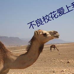 不良校花爱上我