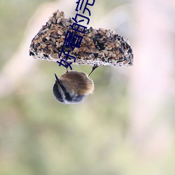 好看的完本小说