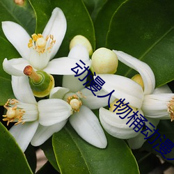 动漫人物桶动漫人物免费观看 雕镂藻绘）