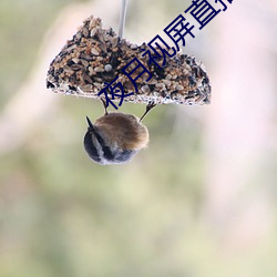 夜月视屏直播
