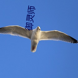 御灵师 （废寝忘食）