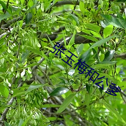 张玉梅和公爹