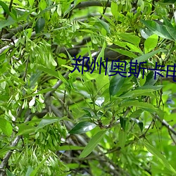 郑州奥(奧)斯卡电影院