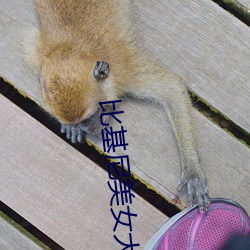 比基尼美女大赛