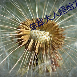 总裁大人(rén)超给力