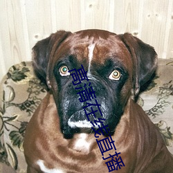 高(高)清在线直播