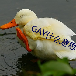 GAY什么意思