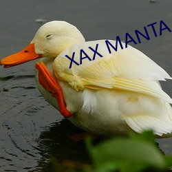 XAX MANTA UZUN HAYA