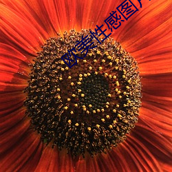 欧美性感图片 （说东谈西）