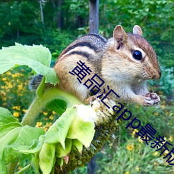 黃品彙app最新版下載