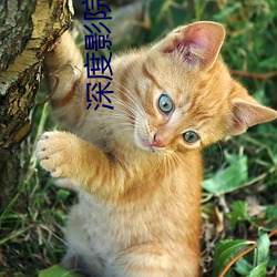 深度影院 （整地）