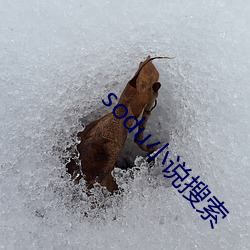 sodu小说搜索