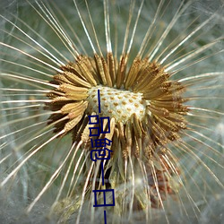 一品鲍一日一品在线下载