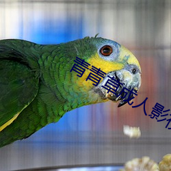 青青草成人影视