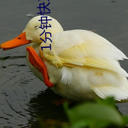 1分钟快(kuài)三(sān)