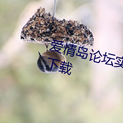 爱情岛论坛实用网址大全独家路线下载