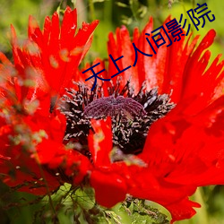 天上(shàng)人(rén)间影院