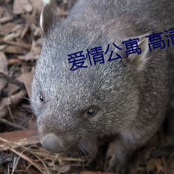 爱情公寓 高清 （无可置辩）