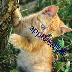app樱桃直播