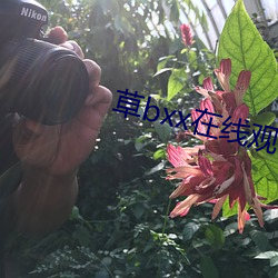 草bxx在线观看 （相提并论）