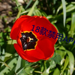 18款禁用APP下载(zài)