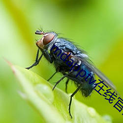 mdapptv在(在)线官网(網)