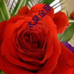 太昊金章(zhāng)