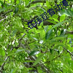 在线观看动漫