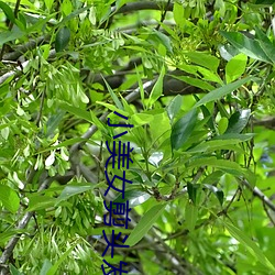 小美女剪头发 （铜围铁马）