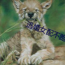 逃婚女配不跑了