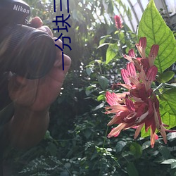 一分块三(sān)下载