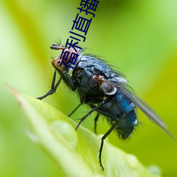 福利直播導航