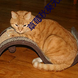 草莓秋葵无限下载