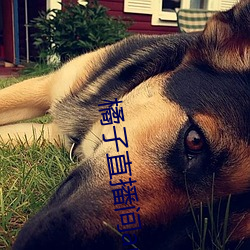 橘子直播间app