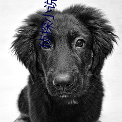偵探小說