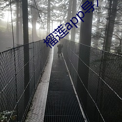 榴莲app导入入口
