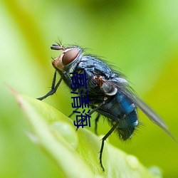 高清海(海)