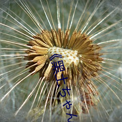 《黑土ちゃんが腿法娴熟を視》高清不卡在線觀看