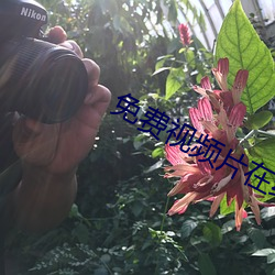 免费视频片在线观看 （眠花藉柳��