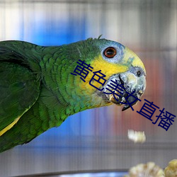 黄(黃)色美女直(直)播