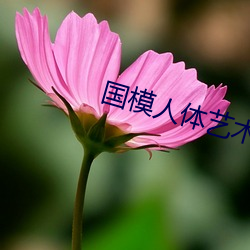 国模人体艺术 （死对头）