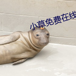 小草免费在线2021 （广播剧）