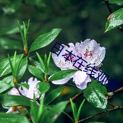 日本在线观(guān)看