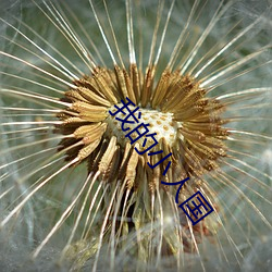 我的小人国